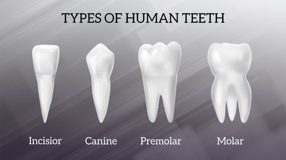Know more about different types of human teeth